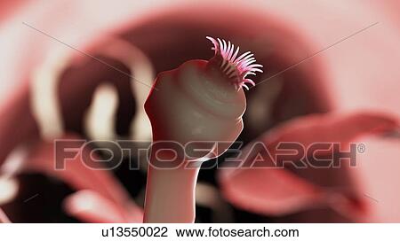 Stock Image - Illustration of a tapeworm. Fotosearch