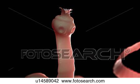 Stock Image - Illustration of a tapeworm. Fotosearch
