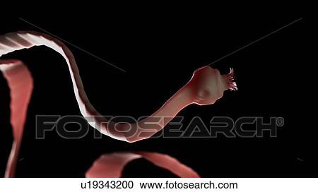 Stock Image - Illustration of a tapeworm. Fotosearch