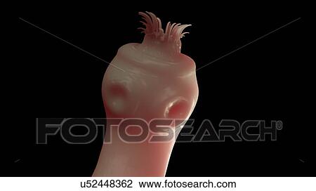 Stock Image - Illustration of a tapeworm. Fotosearch