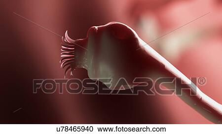 Stock Image - Illustration of a tapeworm. Fotosearch