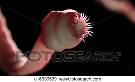Stock Photo - Illustration of a tapeworm. Fotosearch