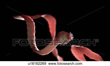 Stock Photo - Illustration of a tapeworm. Fotosearch