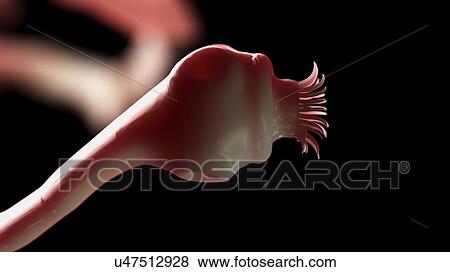 Stock Photo - Illustration of a tapeworm. Fotosearch