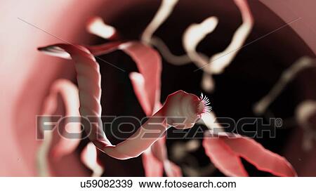 Stock Photo - Illustration of a tapeworm. Fotosearch