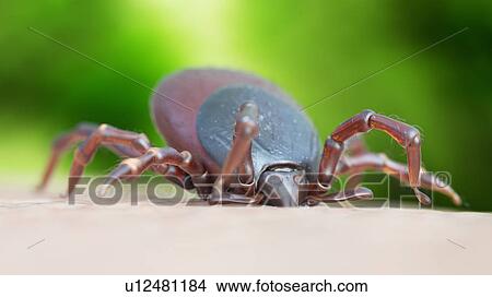 Illustration of a tick biting View Large Photo Image Picture - Illustration of a tick biting. Fotosearch