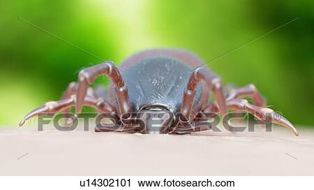 Stock Image - Illustration of a tick biting. Fotosearch
