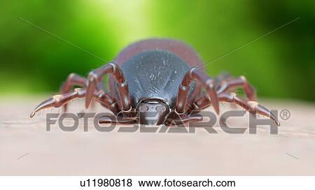 Stock Photo - Illustration of a tick biting. Fotosearch