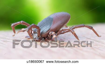 Stock Photo - Illustration of a tick biting. Fotosearch