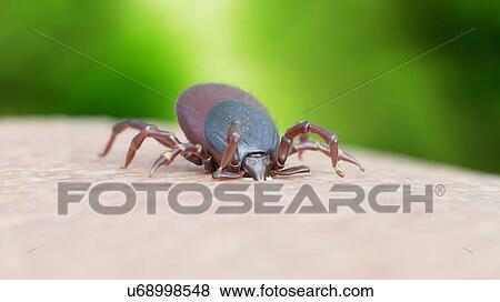 Stock Photo - Illustration of a tick biting. Fotosearch