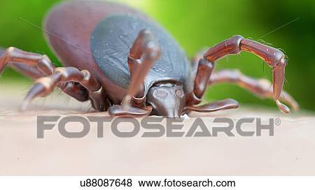 Illustration of a tick biting View Large Photo Image Stock Photo - Illustration of a tick biting. Fotosearch