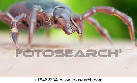 Illustration of a tick crawling on human skin View Large Photo Image Picture - Illustration of a tick crawling on human skin. Fotosearch
