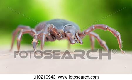 Stock Image - Illustration of a tick crawling on human skin. Fotosearch