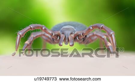 Illustration of a tick crawling on human skin View Large Photo Image Stock Image - Illustration of a tick crawling on human skin. Fotosearch