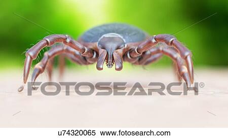 Illustration of a tick crawling on human skin View Large Photo Image Stock Photography - Illustration of a tick crawling on human skin. Fotosearch