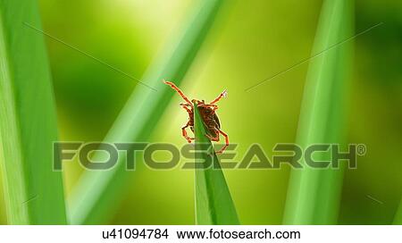 Picture - Illustration of a tick on a blade of grass. Fotosearch