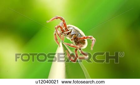 Stock Image - Illustration of a tick on a blade of grass. Fotosearch