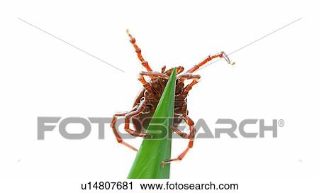 Illustration of a tick on a blade of grass View Large Photo Image Stock Image - Illustration of a tick on a blade of grass. Fotosearch
