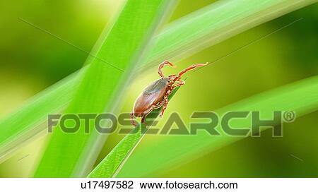 Illustration of a tick on a blade of grass View Large Photo Image Stock Image - Illustration of a tick on a blade of grass. Fotosearch