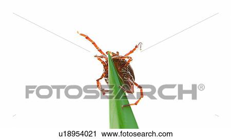 Stock Image - Illustration of a tick on a blade of grass. Fotosearch