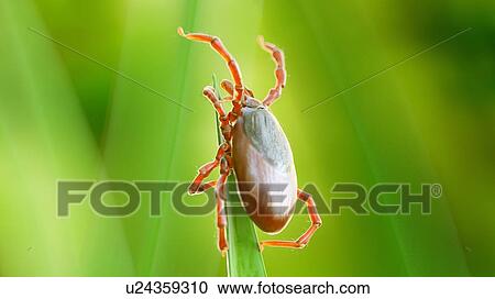 Stock Image - Illustration of a tick on a blade of grass. Fotosearch