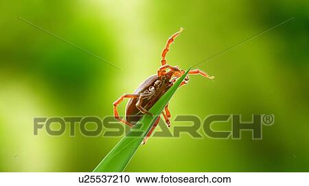 Illustration of a tick on a blade of grass View Large Photo Image Stock Image - Illustration of a tick on a blade of grass. Fotosearch