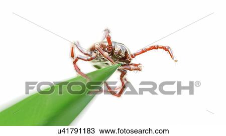 Stock Image - Illustration of a tick on a blade of grass. Fotosearch