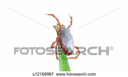 Stock Photo - Illustration of a tick on a blade of grass. Fotosearch