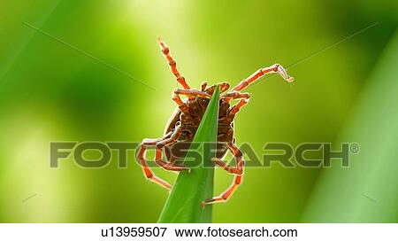 Stock Photo - Illustration of a tick on a blade of grass. Fotosearch