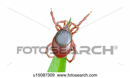 Stock Photo - Illustration of a tick on a blade of grass. Fotosearch