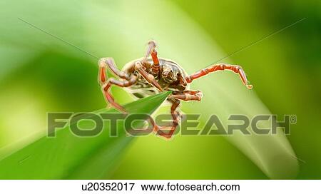 Stock Photo - Illustration of a tick on a blade of grass. Fotosearch