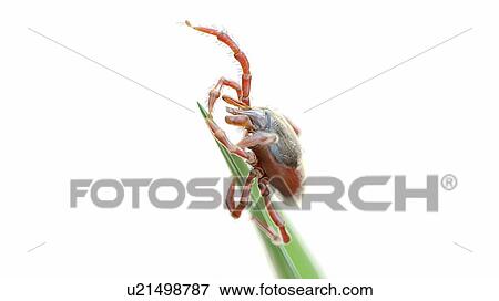 Stock Photo - Illustration of a tick on a blade of grass. Fotosearch