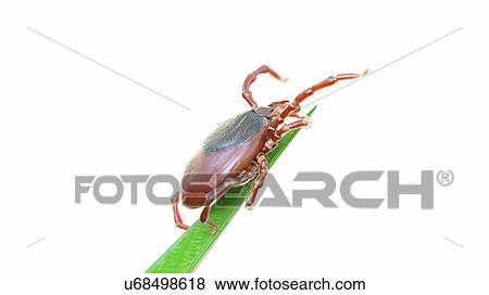 Stock Photo - Illustration of a tick on a blade of grass. Fotosearch