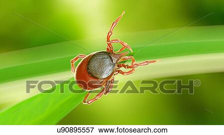 Illustration of a tick on a blade of grass View Large Photo Image Stock Photo - Illustration of a tick on a blade of grass. Fotosearch