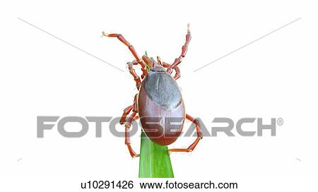 Stock Photograph - Illustration of a tick on a blade of grass. Fotosearch