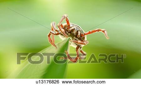 Stock Photograph - Illustration of a tick on a blade of grass. Fotosearch