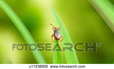 Stock Photograph - Illustration of a tick on a blade of grass. Fotosearch
