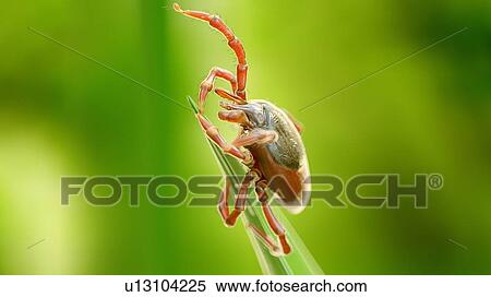 Stock Photography - Illustration of a tick on a blade of grass. Fotosearch