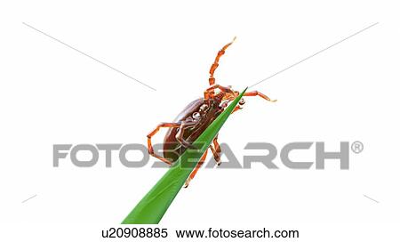 Stock Photography - Illustration of a tick on a blade of grass. Fotosearch