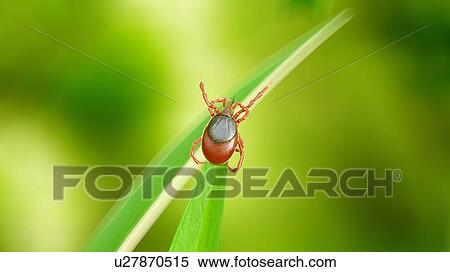 Stock Photography - Illustration of a tick on a blade of grass. Fotosearch