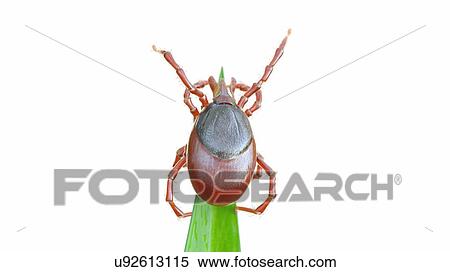 Illustration of a tick on a blade of grass View Large Photo Image Stock Photography - Illustration of a tick on a blade of grass. Fotosearch