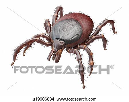 Picture - Illustration of a tick. Fotosearch
