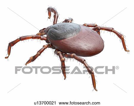 Stock Image - Illustration of a tick. Fotosearch