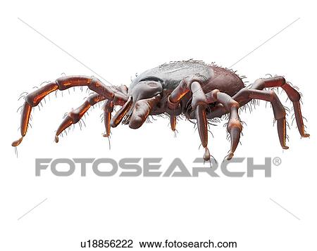 Stock Image - Illustration of a tick. Fotosearch