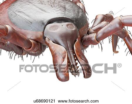 Illustration of a tick View Large Photo Image Stock Image - Illustration of a tick. Fotosearch