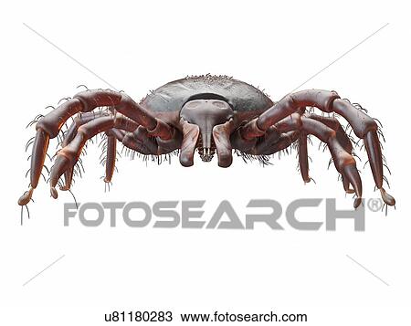 Illustration of a tick View Large Photo Image Stock Image - Illustration of a tick. Fotosearch