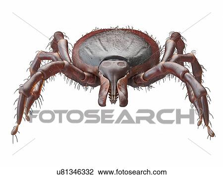 Illustration of a tick View Large Photo Image Stock Image - Illustration of a tick. Fotosearch
