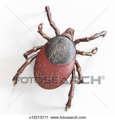 Stock Photo - Illustration of a tick. Fotosearch