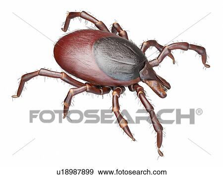 Stock Photo - Illustration of a tick. Fotosearch