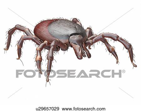 Stock Photo - Illustration of a tick. Fotosearch